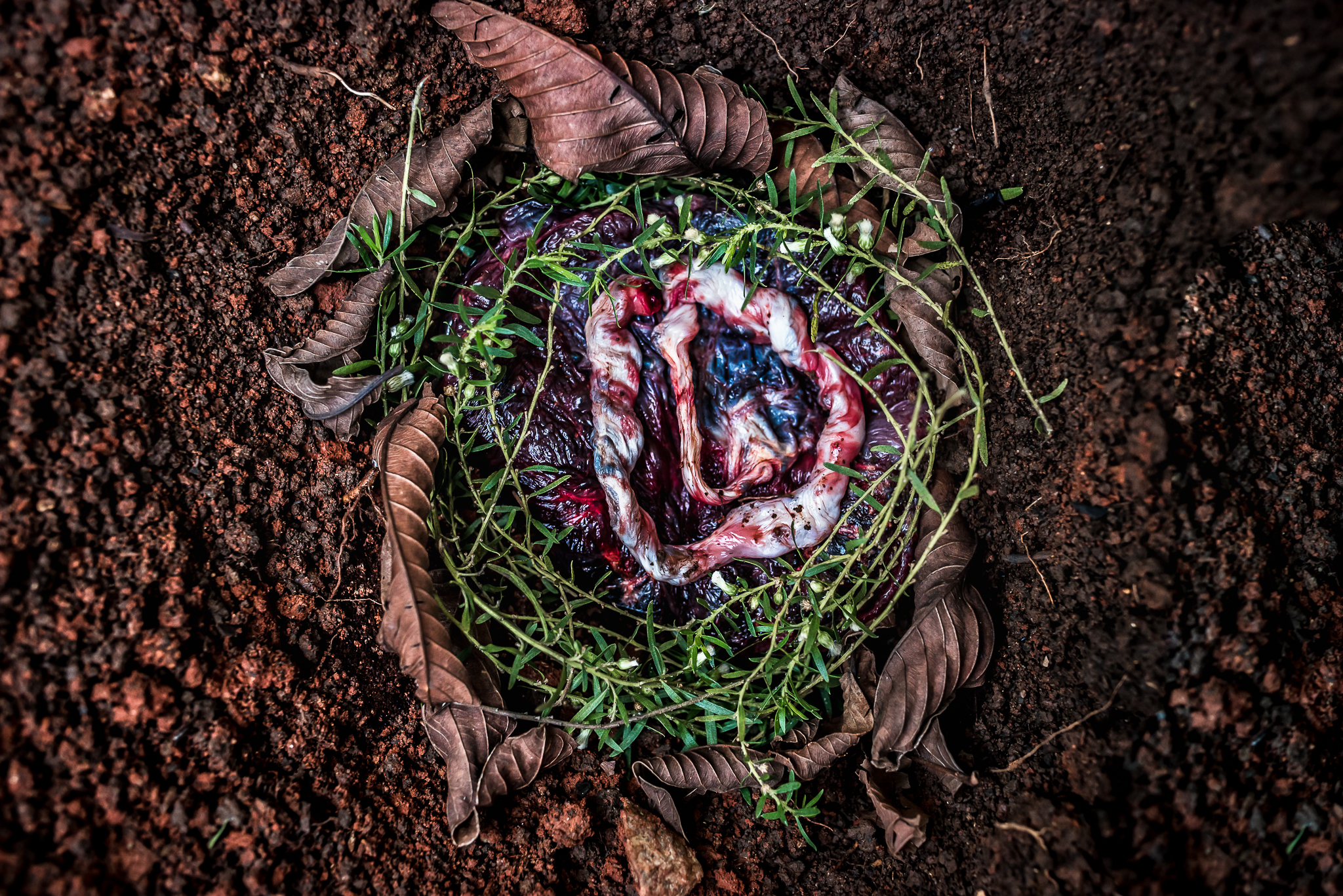 ritual de plantio e despedida da placenta pela fotógrafa monique olive